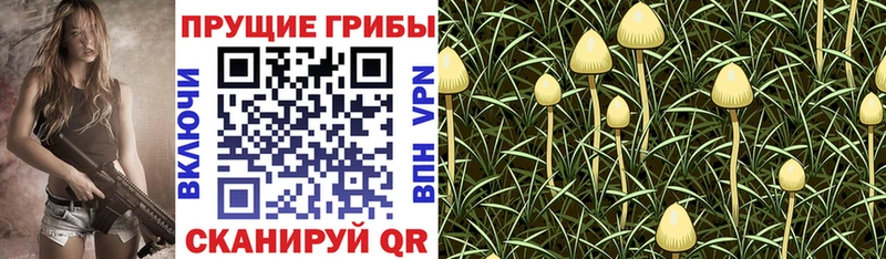 Галлюциногенные грибы Psilocybe  Александровск-Сахалинский 